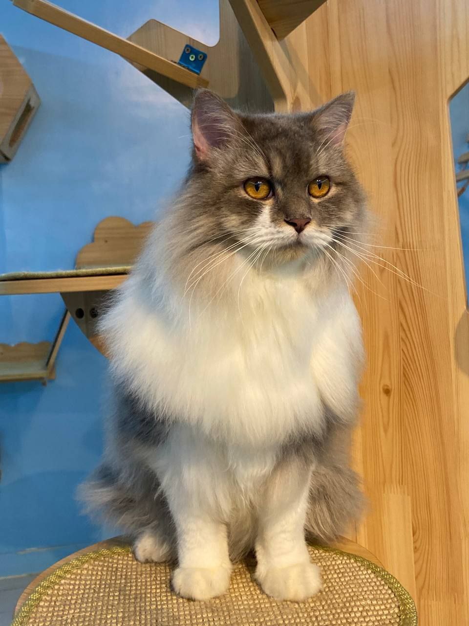 Fluffy Cat Groomed